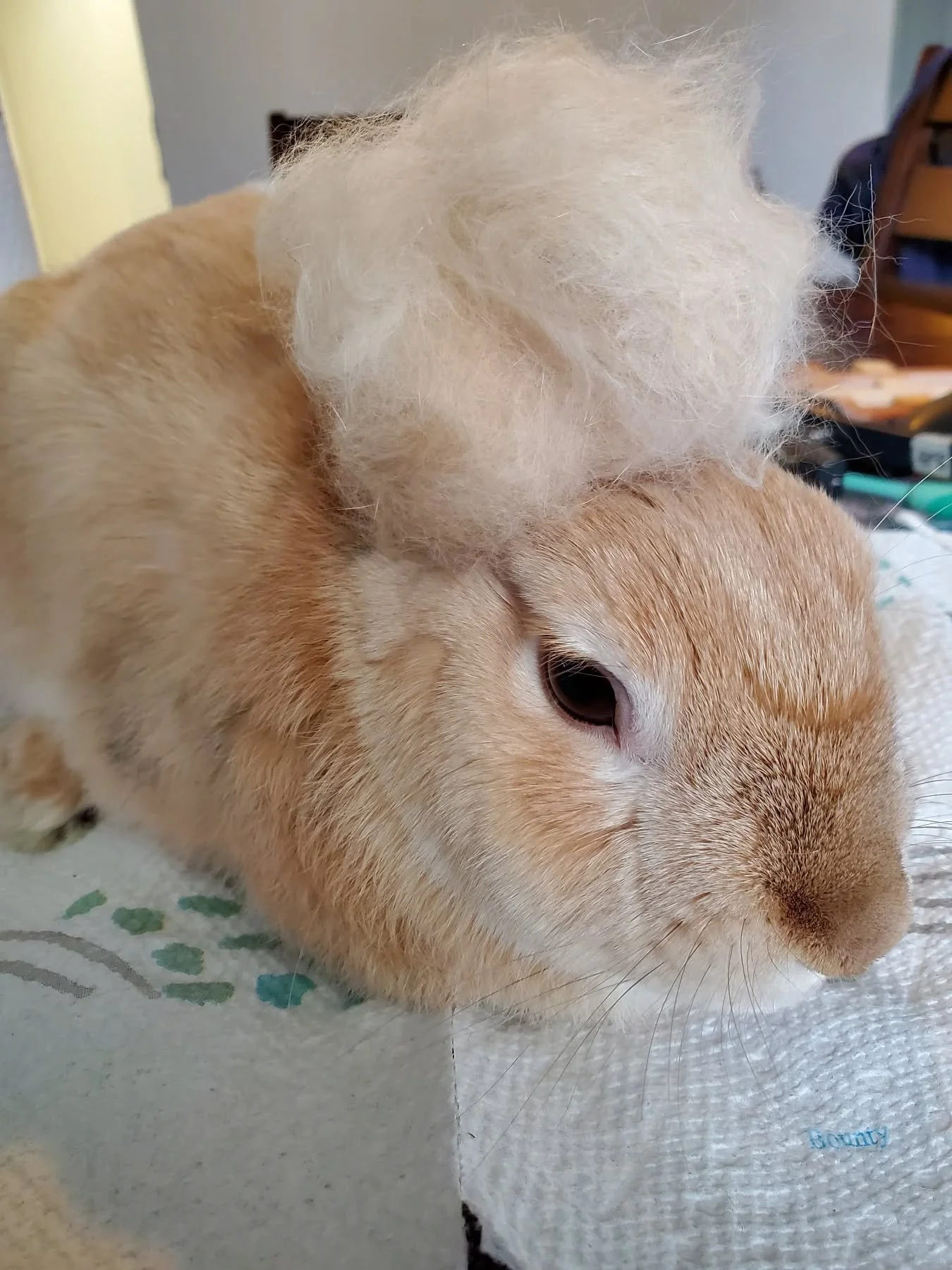 When your &quot;hare-stylist&quot; includes a new &quot;hare-piece&quot; free of charge 😆 Love boarding this little guy🥰

#bunny #rabbitsofinstagram #rabbit