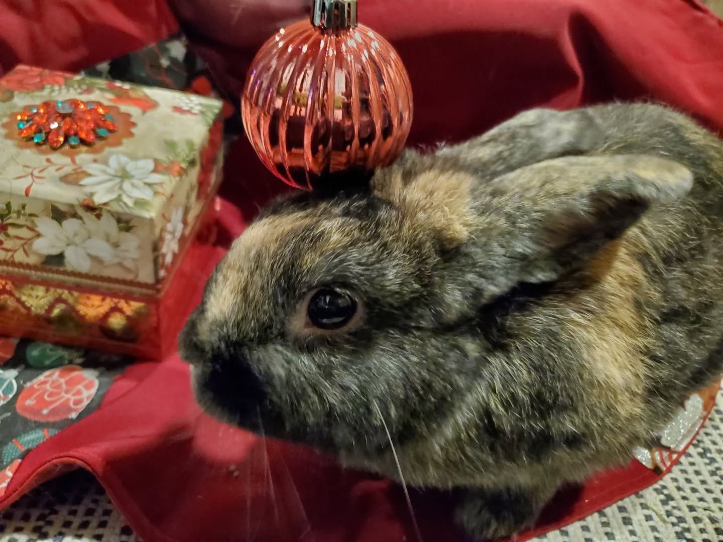 Fosters buns had a nice holiday. Lots of treats and snuggles were had 🥰

#rabbitsofinstagram #rabbit #bunny #adoptdontshop