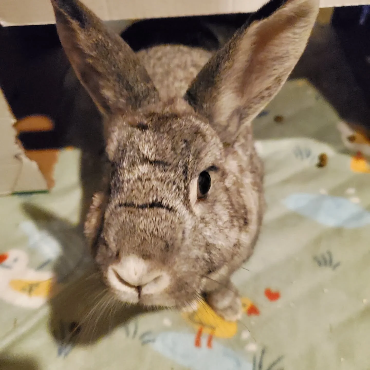 Such a photogenic lady. Love boarding her and her husbun 🥰 

#rabbitsofinstagram #rabbit #bunny #rabbitboarding