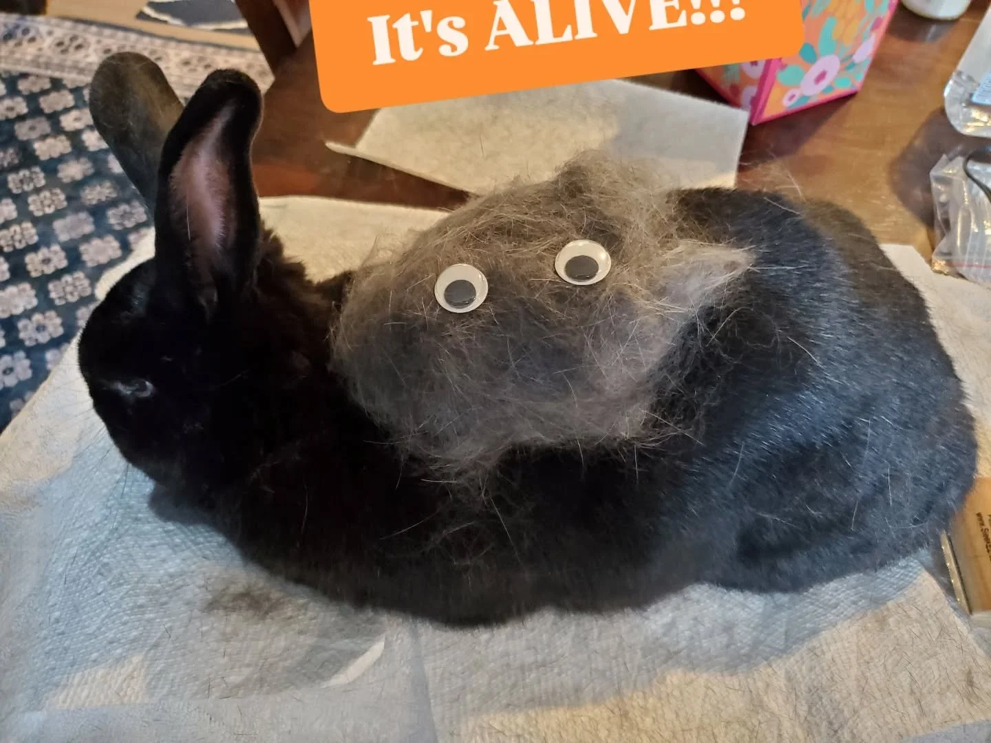 Remember to brush your rabbits lest they start to grow their own dust bunny 🤣

It was a slow day so my furballs got their turn for grooming.

#rabbitsofinstagram #rabbit #bunny #adoptdontshop
