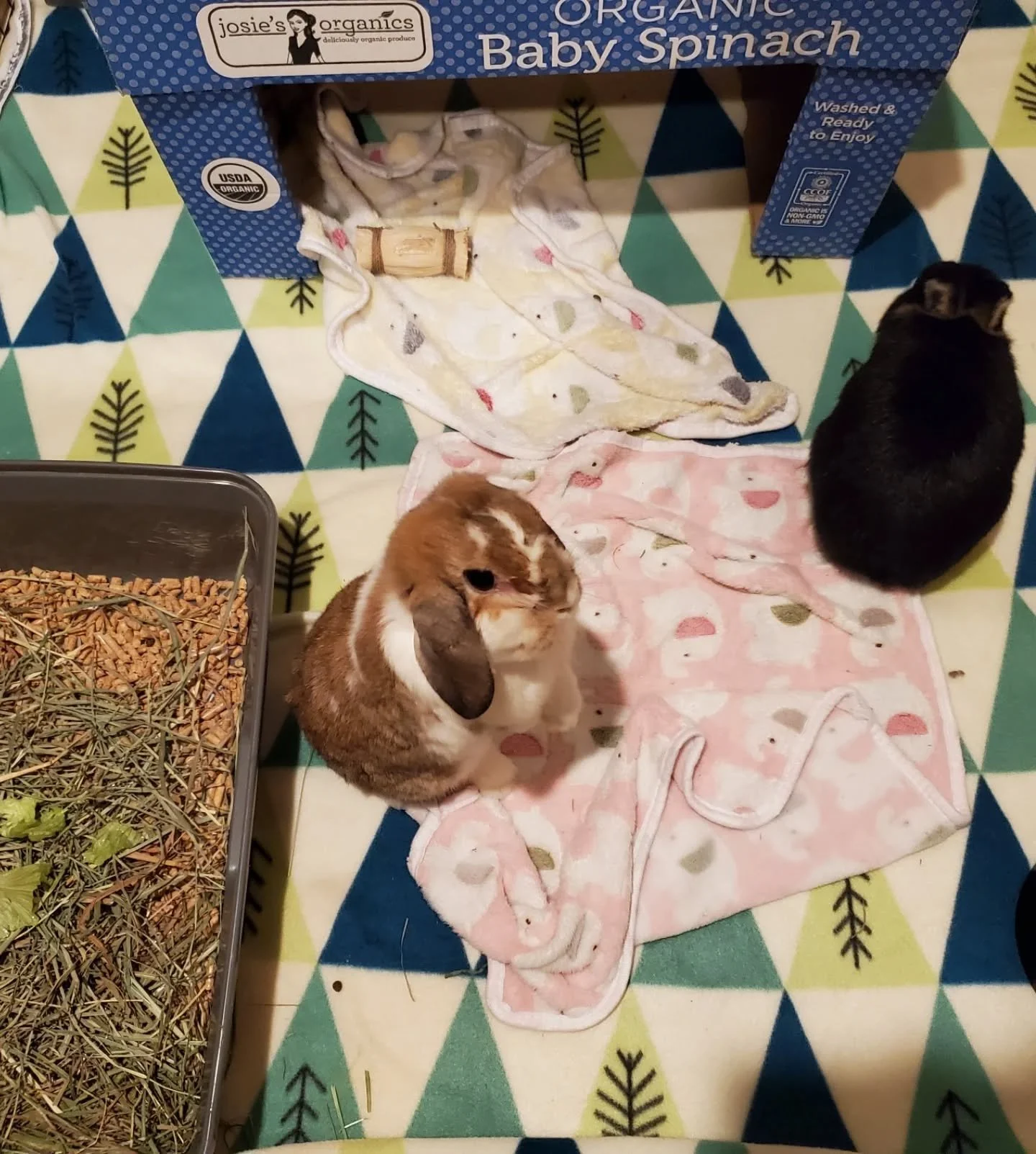 It's the love shack here at Bun Fun Boarding! 3 pairs of couples enjoying themselves while their families are on vacation 😁

#rabbitsofinstagram #bunny #bunnies #rabbits #rabbit