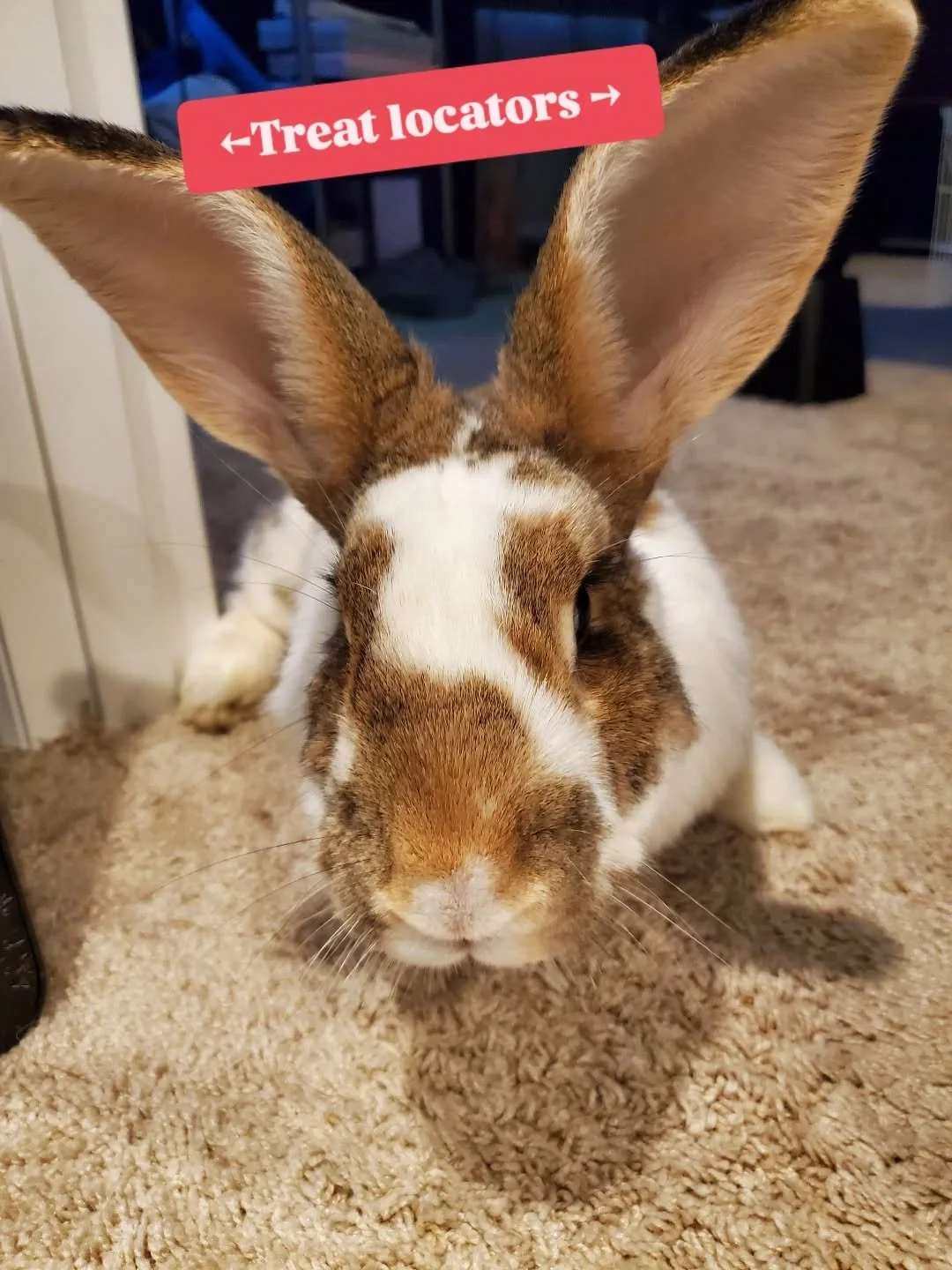 Shake a bag in this house and be prepared to be knocked over 😆

#rabbitsofinstagram #rabbits #rabbit #bunny