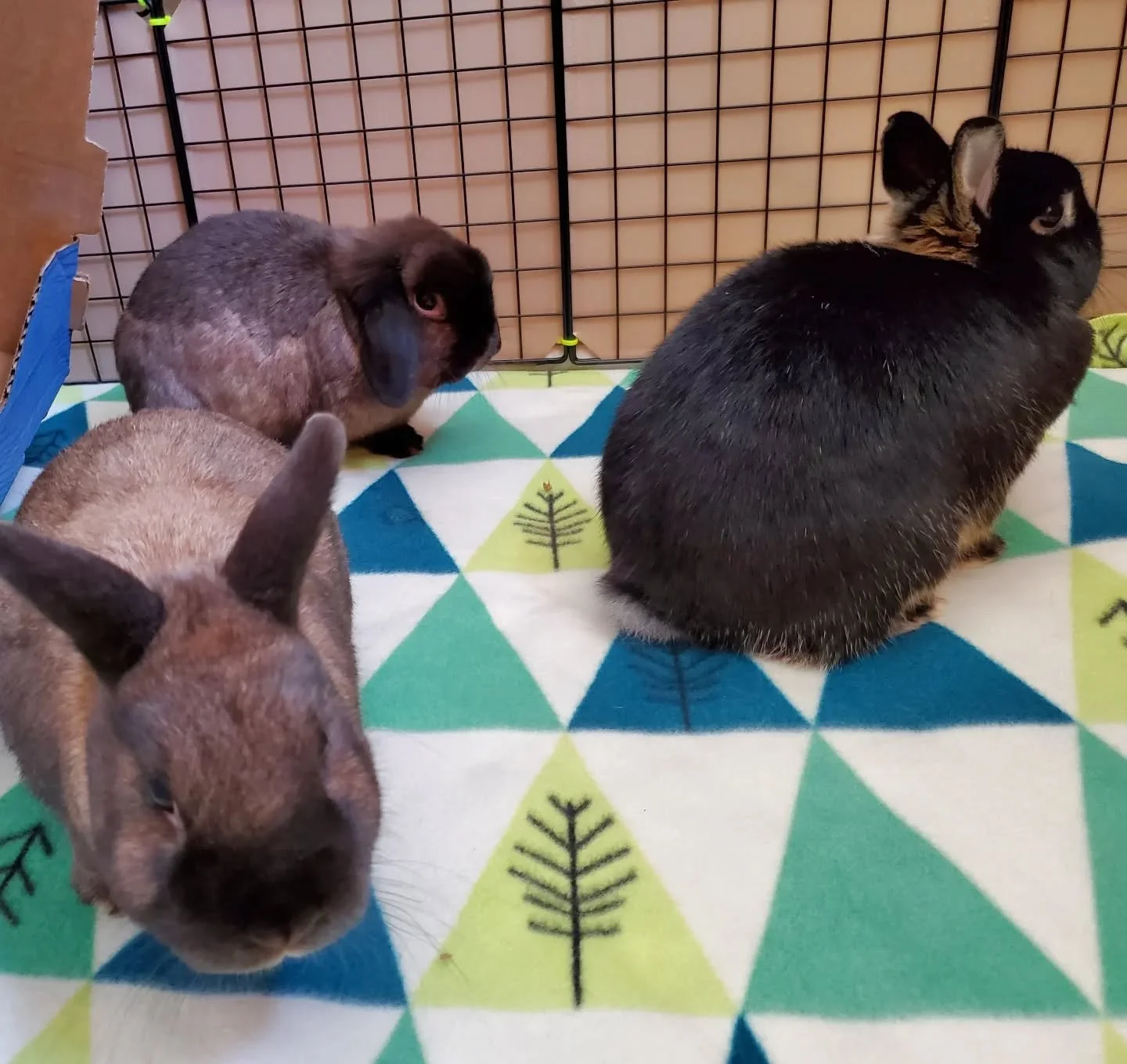 The little are here! Always happy to board this group ☺️ pocket-sized cuties!

#rabbitsofinstagram #bunnies #rabbits #rabbitboarding #bunnyboarding