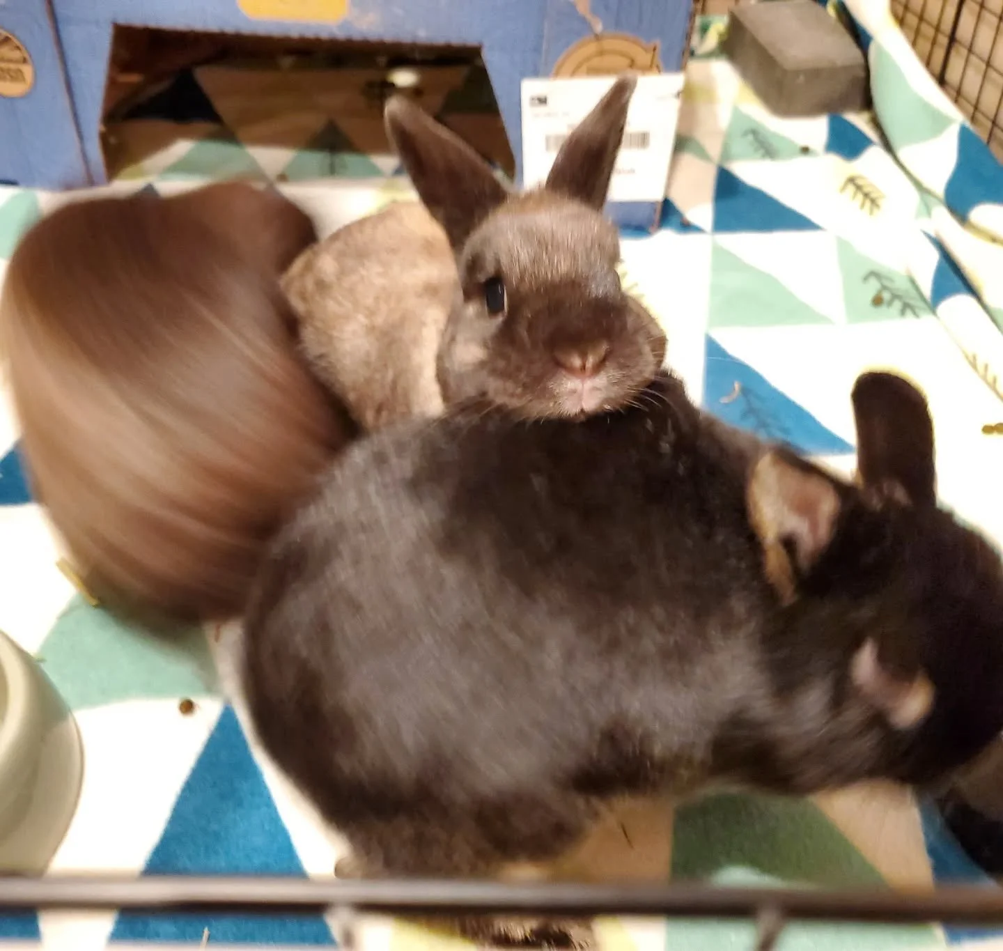 When you want the nice camera lady to have at least one good photo😆

I get a laugh every time I check on them ❤

#rabbitsofinstagram #rabbits
#bunnies #rabbitboarding