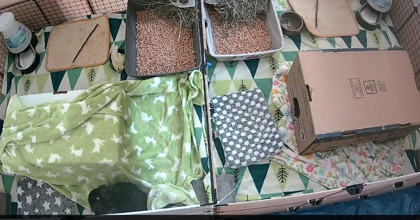 Getting some new clients settled in! 😄
Their mom brought over lots of cute decor to make them feel at home.

#rabbitsofinstagram #rabbitboarding #bunnies #rabbit #bunny