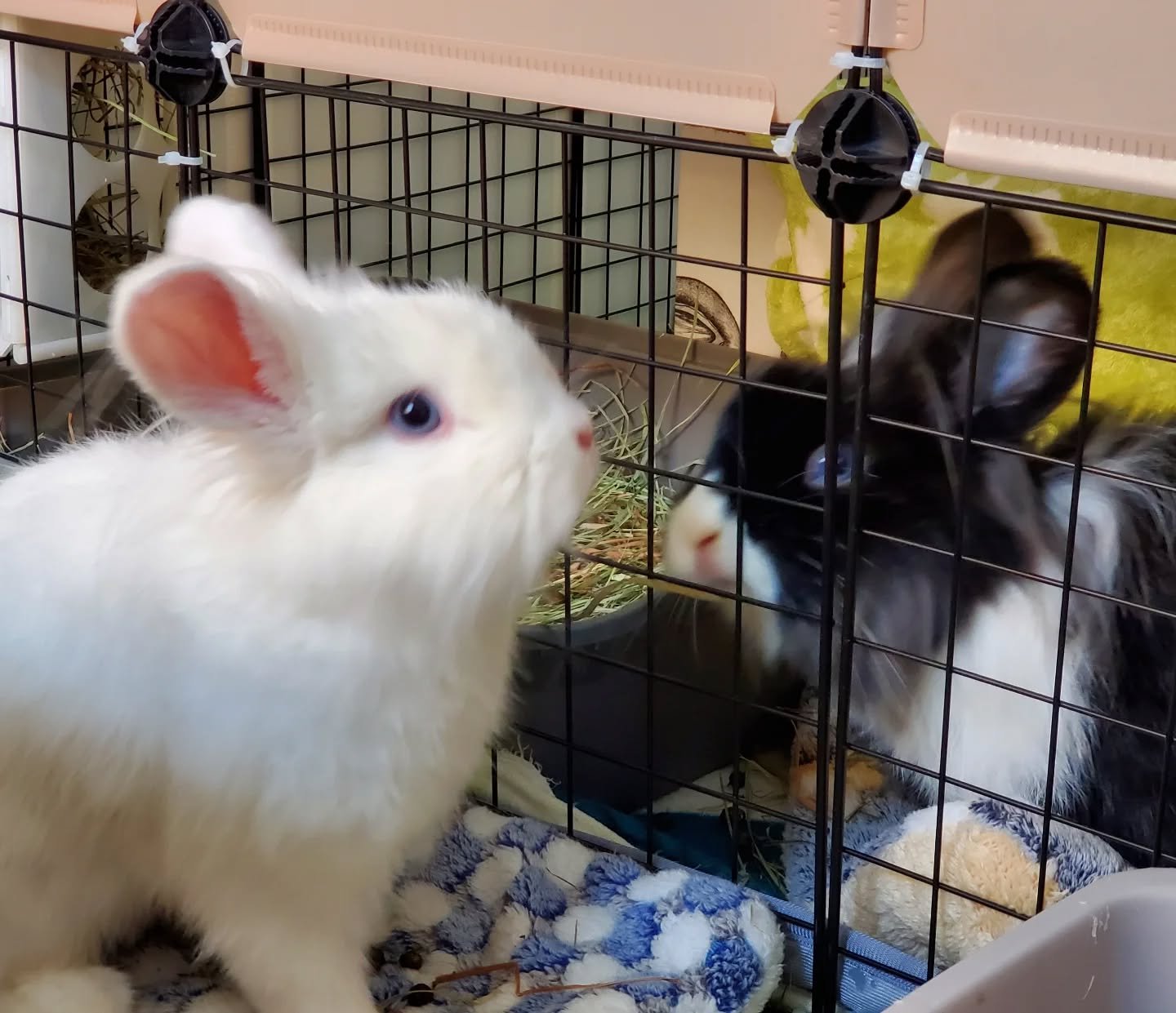 Just finished boarding these cuties! I think I squealed every time I checked on them 😅 Very young but super sweet and mellow with each other. 

#rabbitsofinstagram #rabbits #bunnies #rabbitboarding