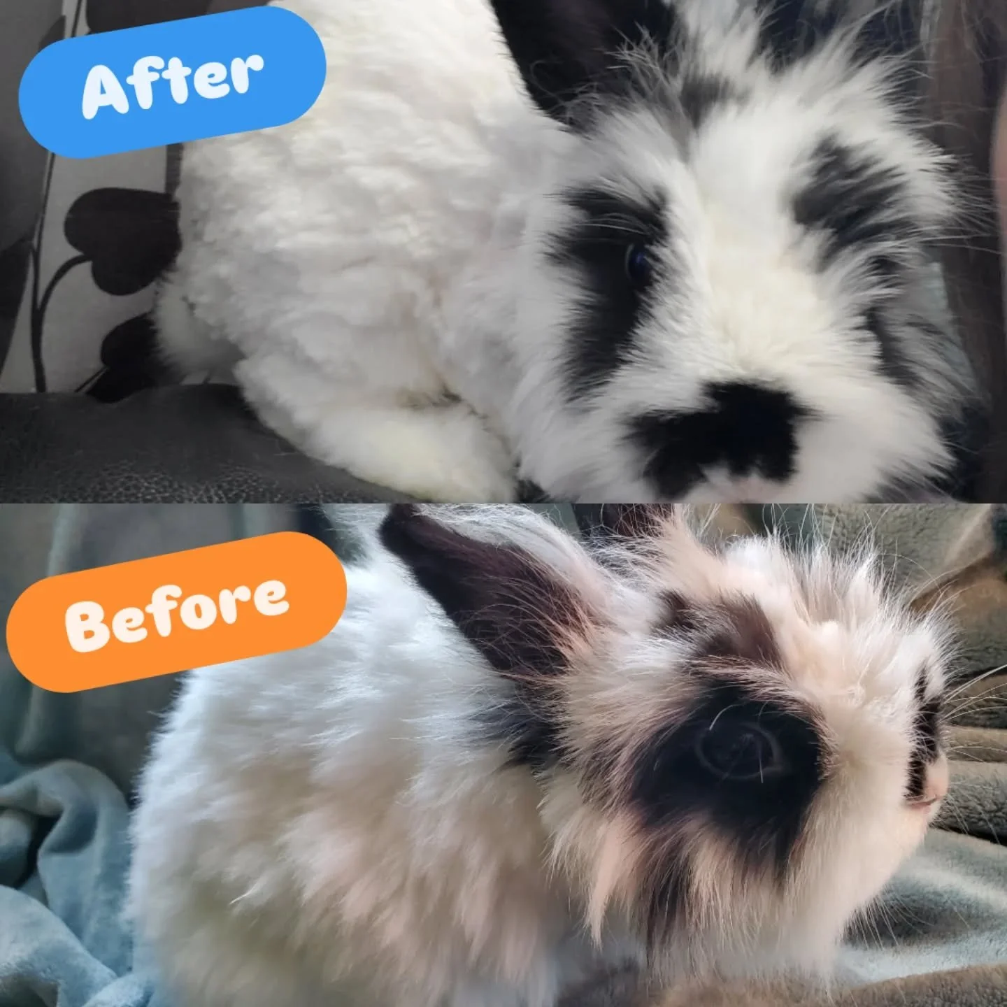 Happy to oblige those that need a good groom in and out of boarding.
Little woolies are especially prone to mats so frequent brushing and a trim is important! 
This little guy had mats by his chin, ears, tail and other joints. Gentle brushing, trimmi