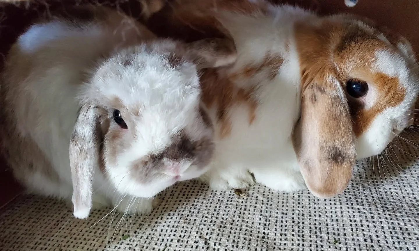 Always enjoy boarding these boys. Gentle and easy to care for ☺️

#rabbitsofinstagram #rabbitboarding #bunnies #rabbits