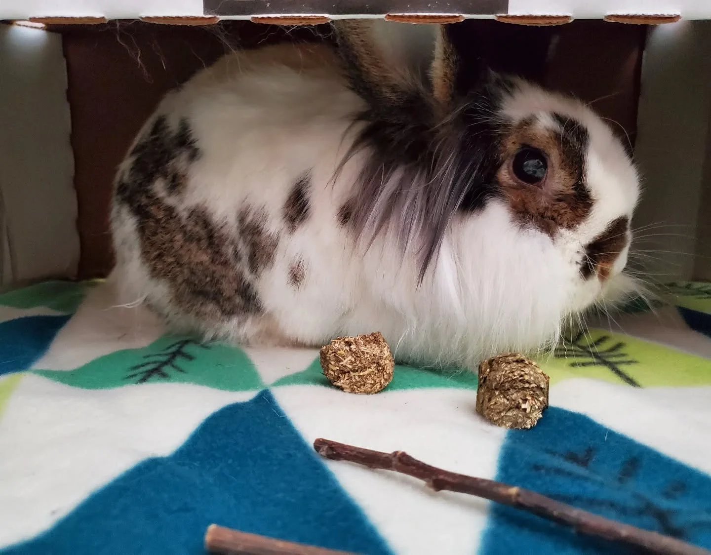 9+ y/o gentleman here for boarding! 😍 Love to see a well cared for older bun. Big guy will get a nice groom while he's here ☺️

#rabbitsofinstagram #rabbit #bunny #bunnyboarding