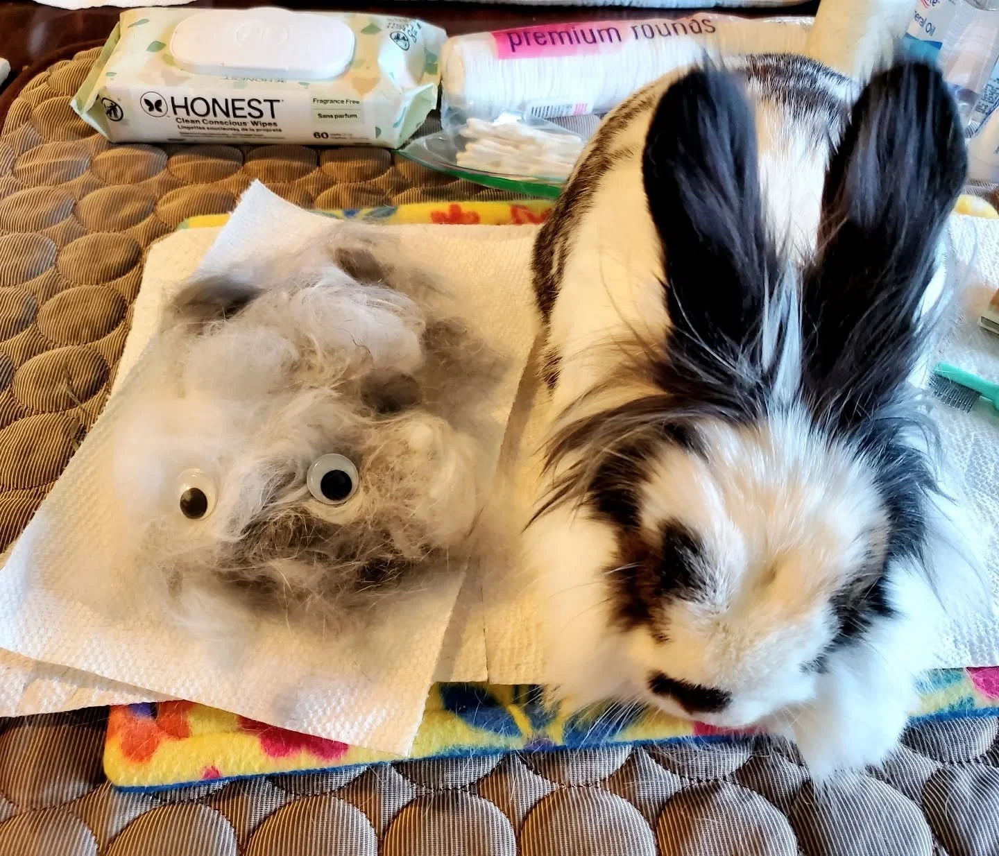 When you have to contact the owner to explain you cloned their rabbit 😳

Lovely gentleman was very well behaved during grooming 🥰

#rabbitsofinstagram #rabbit #bunny #rabbitboarding