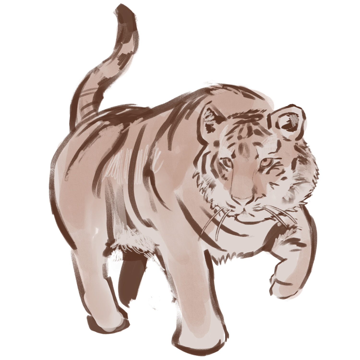 DSA Paper Tiger Tribune