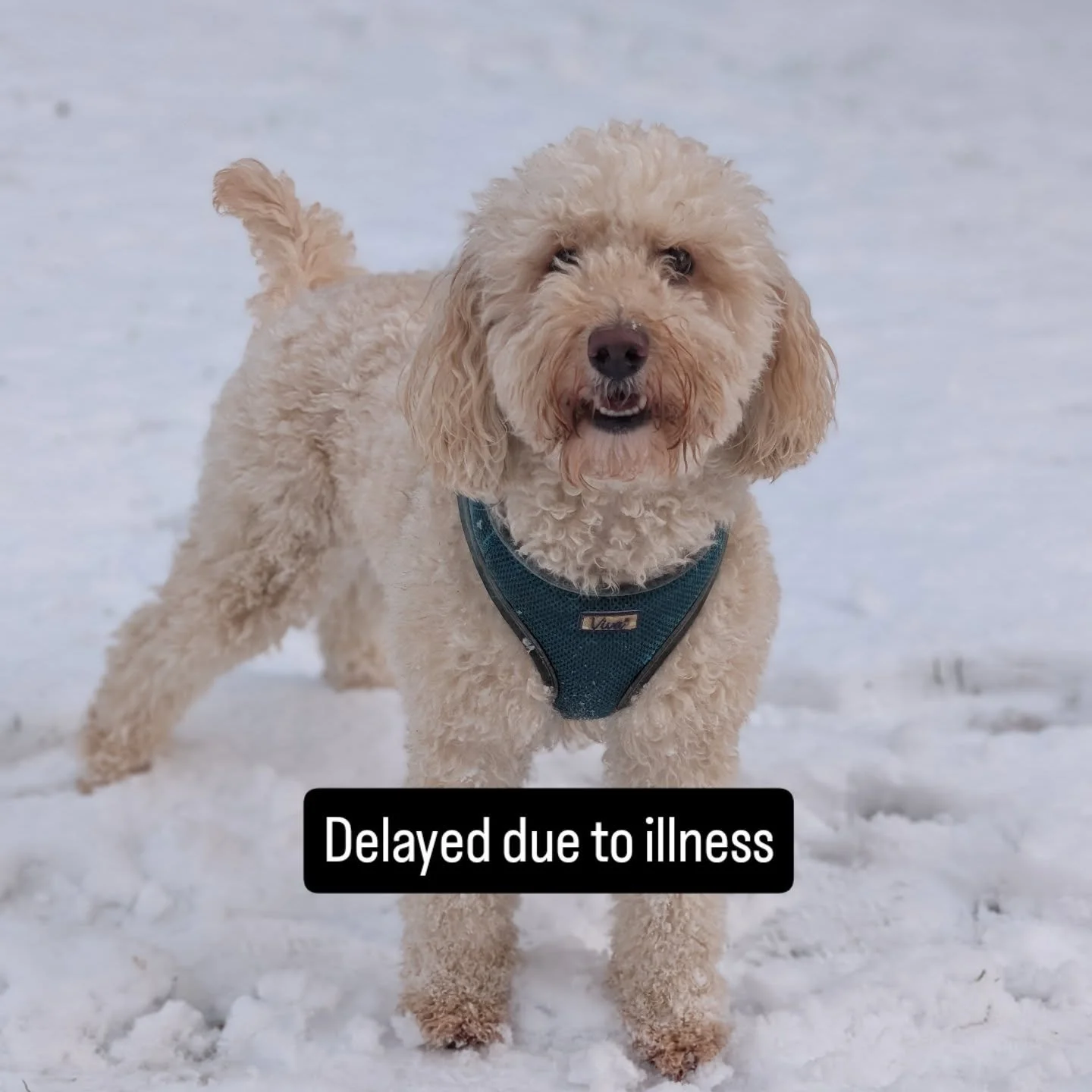 I'm supposed to be heading back tomorrow to welcome clients in after a refreshing break but unfortunately I've been hit hard by whatever is circling for over a week now and currently don't have a voice. 

I've rescheduled for the first half of the we