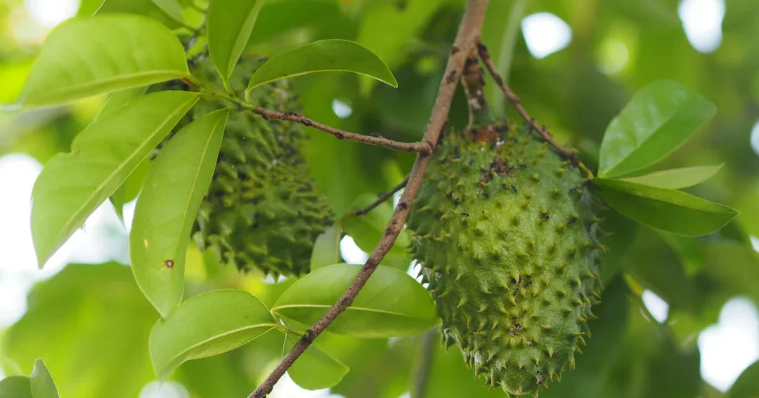 soursop leaves.webp