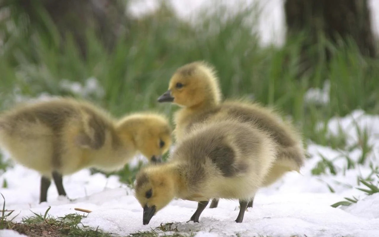 Canada goslings in Louisville open space near the community fishing pond.