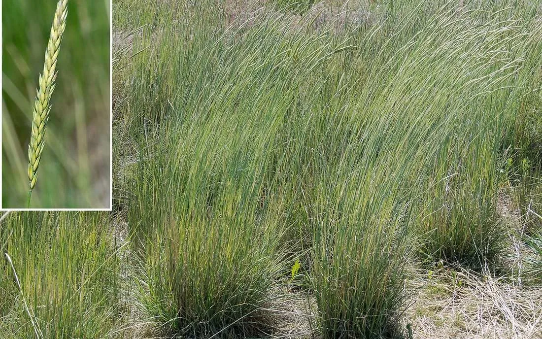 Native Russian wildrye grass at Metzger Farm Open Space in Broomfield, Colorado.