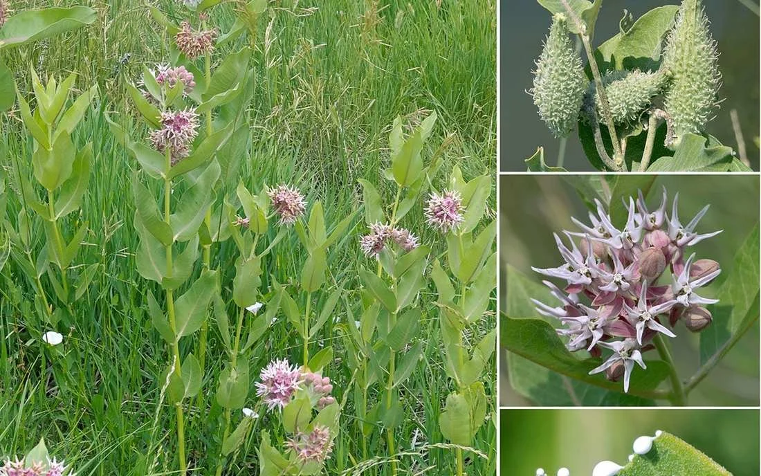 Showy milkweed and native plants at Metzger Farm Open Space in Broomfield, Colorado.