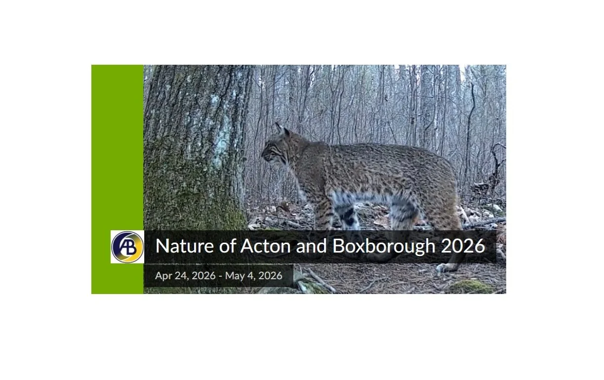 Bioblitz: Nature of Acton and Boxborough 2026
