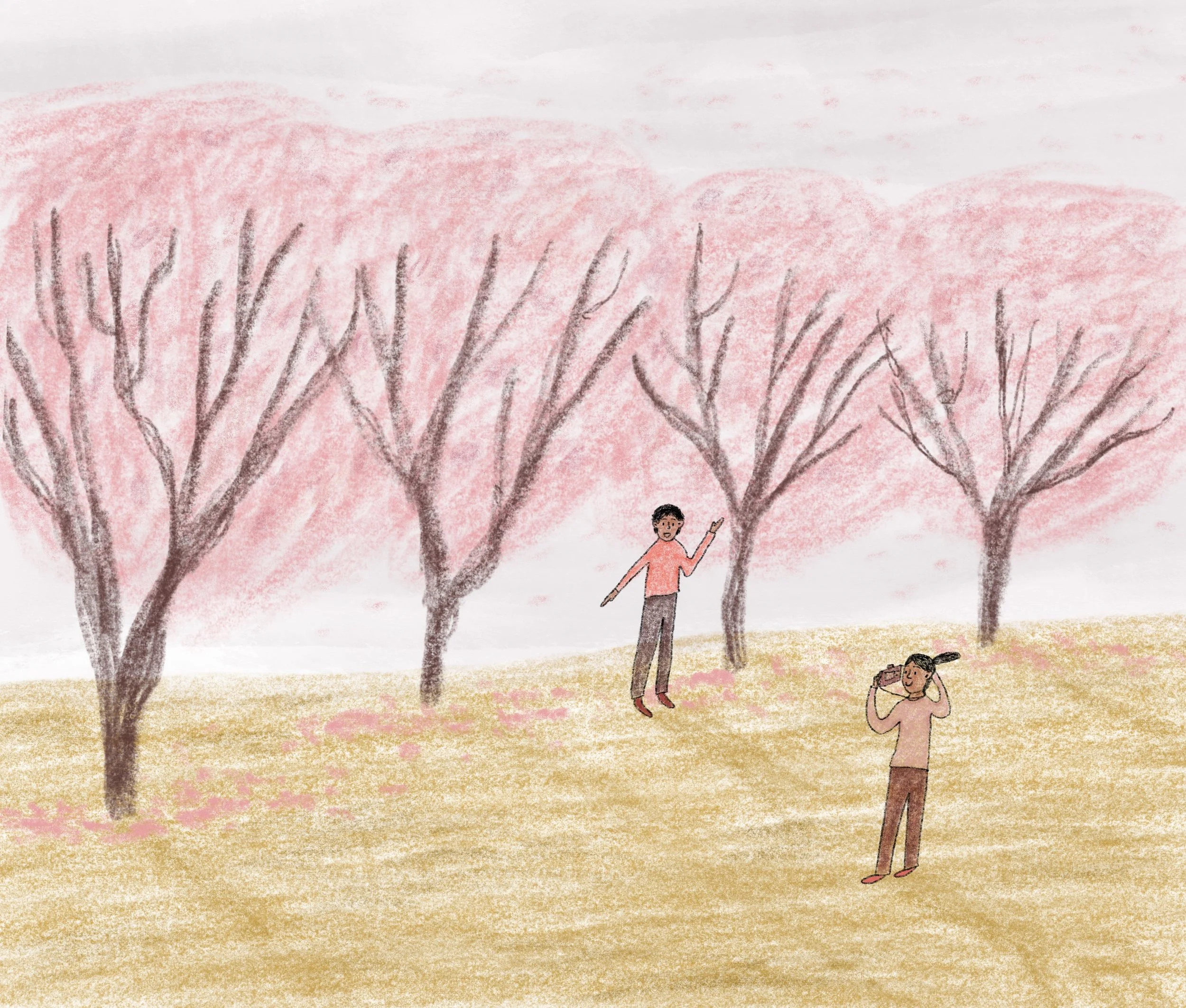 Cherry Blossoms