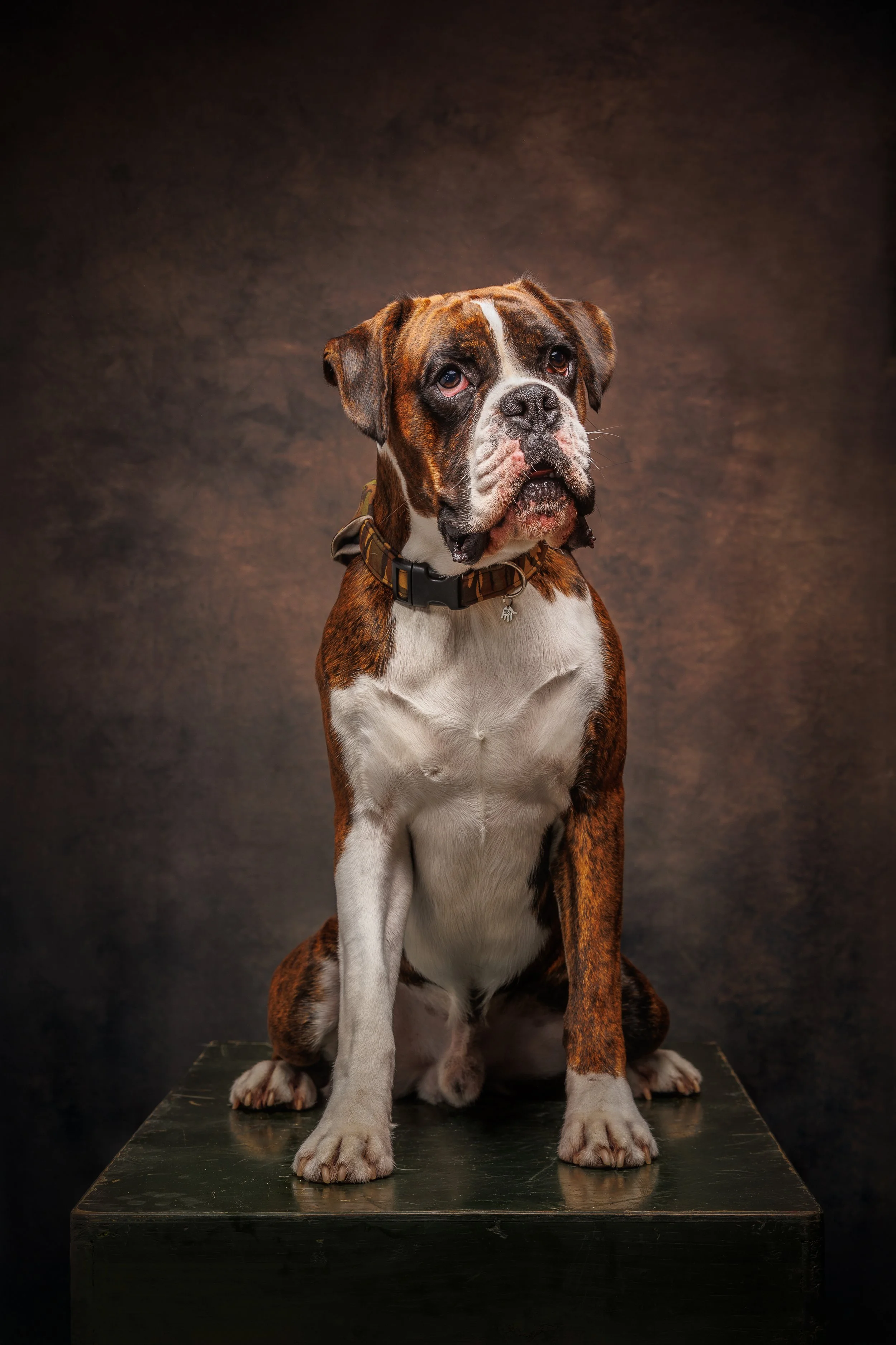 Boxer dog sitting on a green platform against a dark, textured background.
