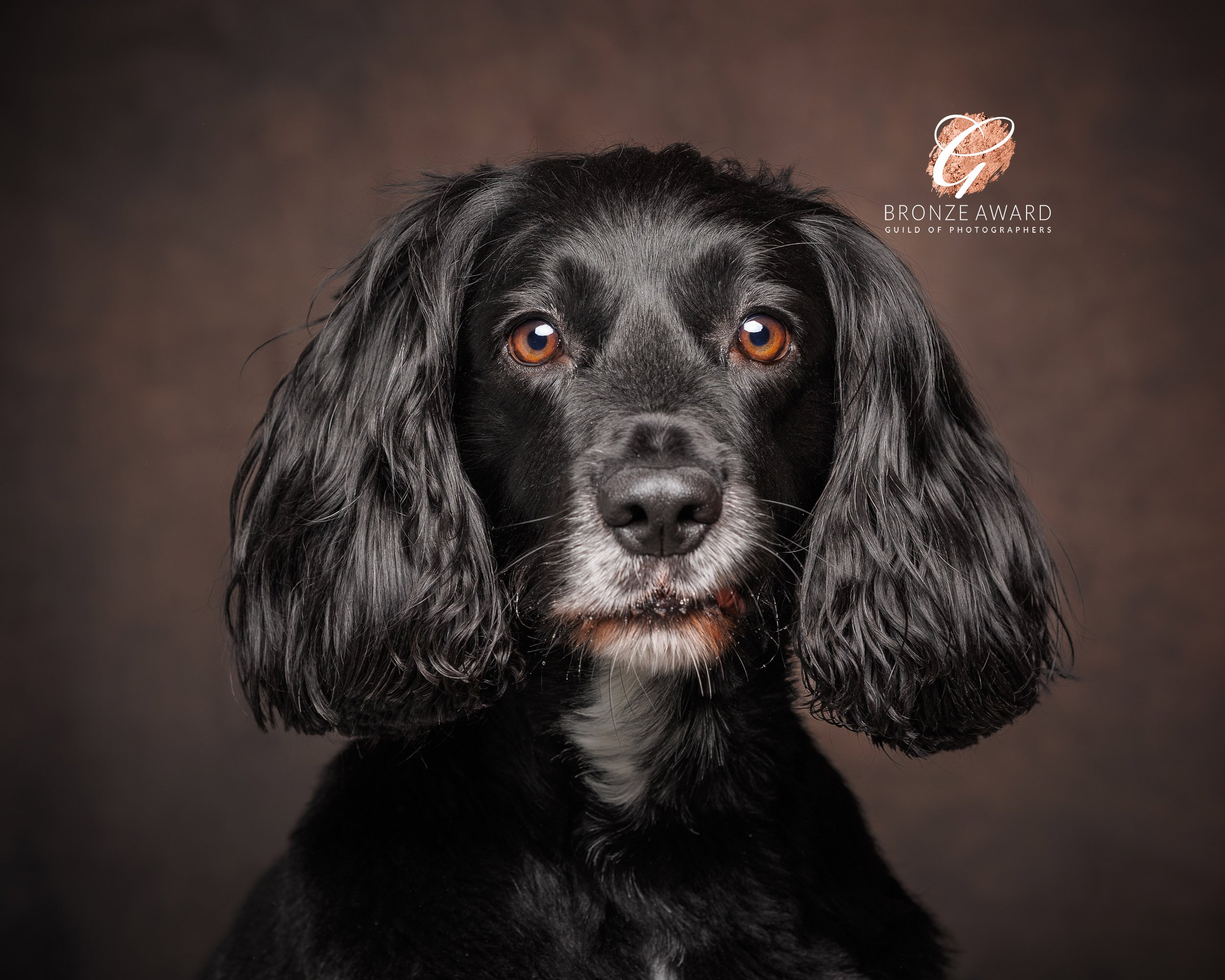 Close-up of a black dog with long ears and a white patch on its chest against a neutral background. "Bronze Award" logo is visible in the top right corner.