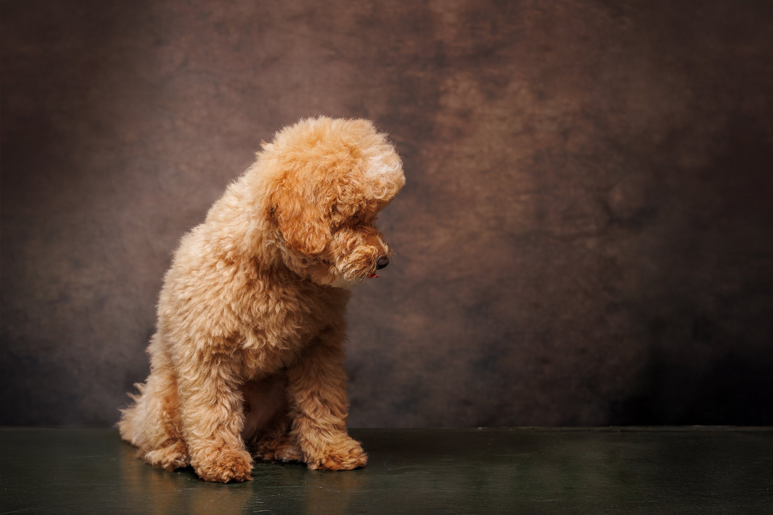 Fluffy brown poodle sitting against a textured brown background.