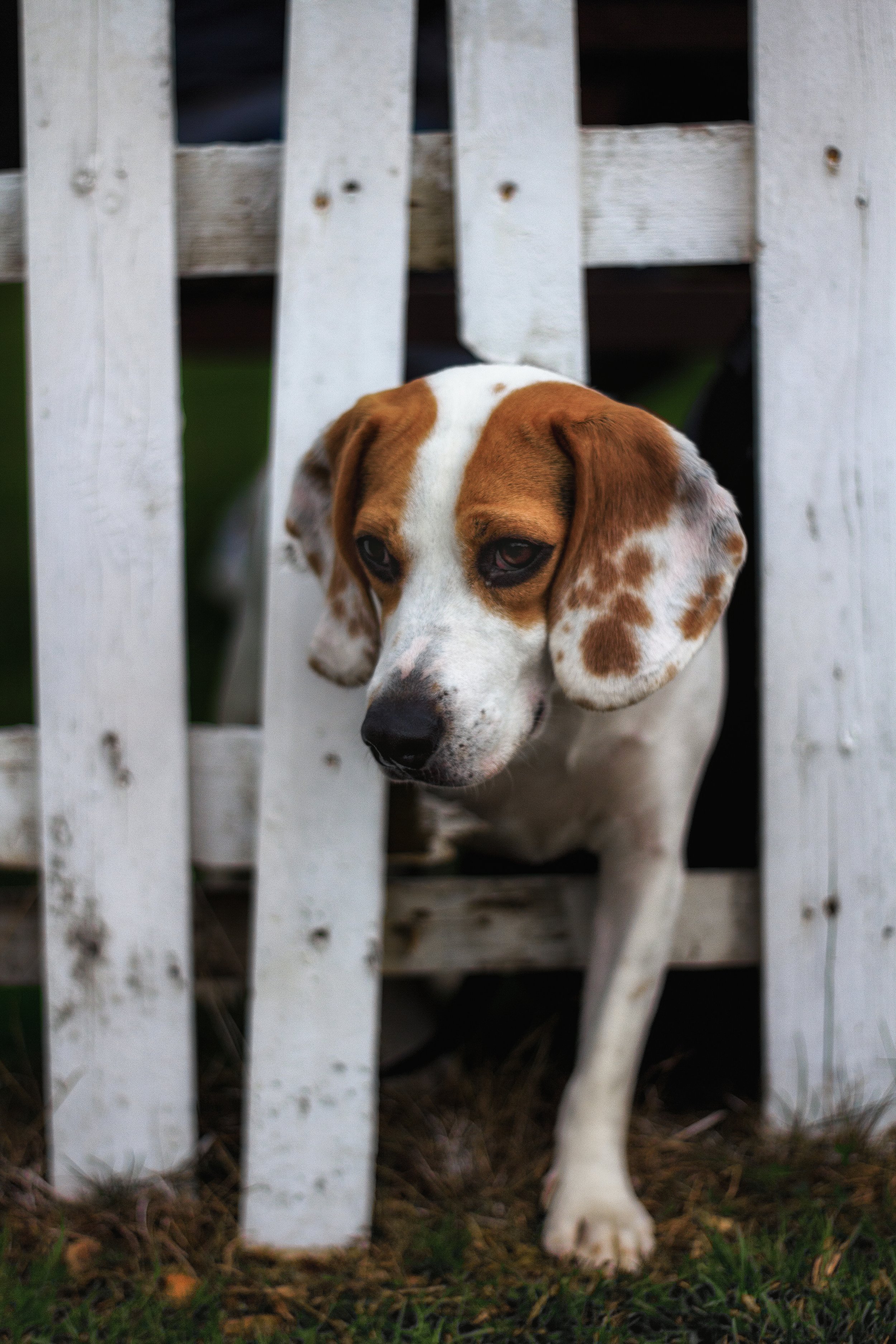 Beagle dog squeezing through white wooden fence