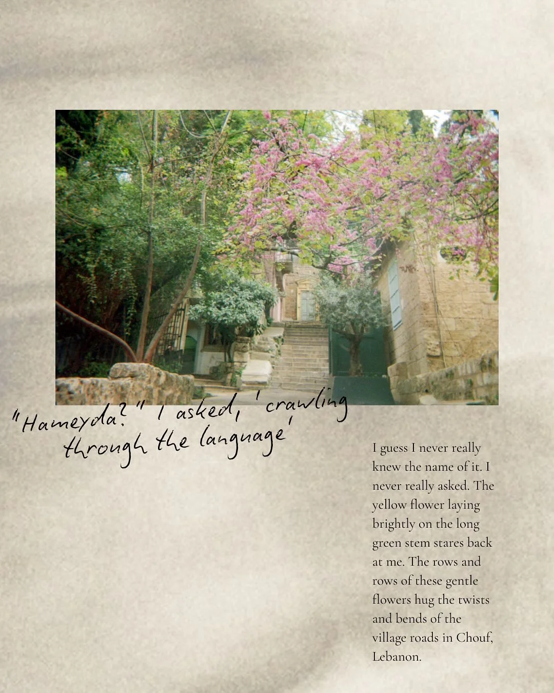 Hameyda&mdash; a story I wrote in Lebanon about little yellow flowers and the comforts of home that link us to the land and to each other 

I hope you like it and I wonder what your hameyda flower is :&rsquo;) 

link is in my bio