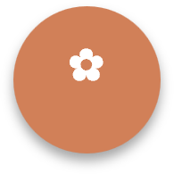 A white flower with five petals on a brown circular background.