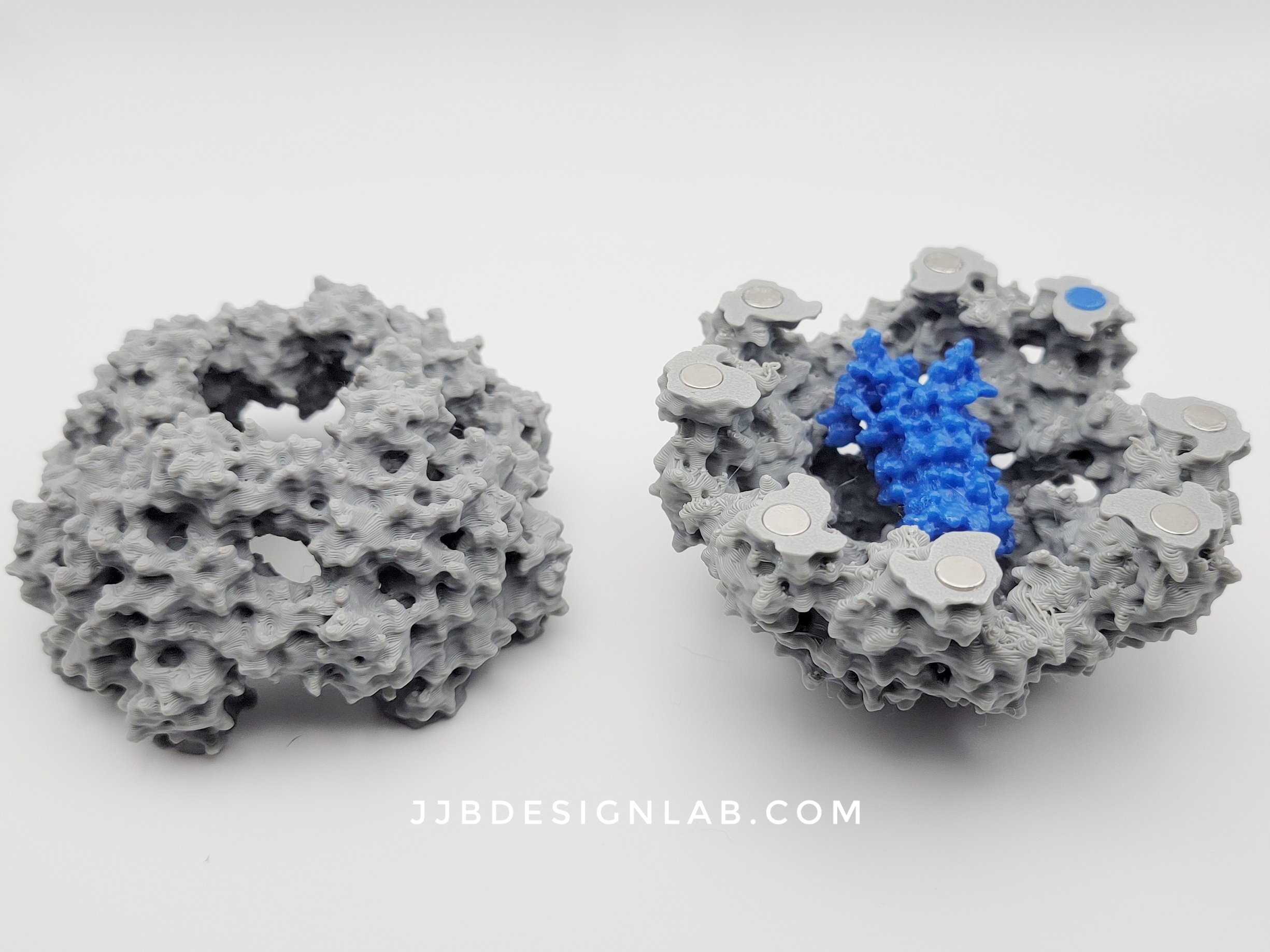 DegP 24mer (grey) and OmpA (blue)