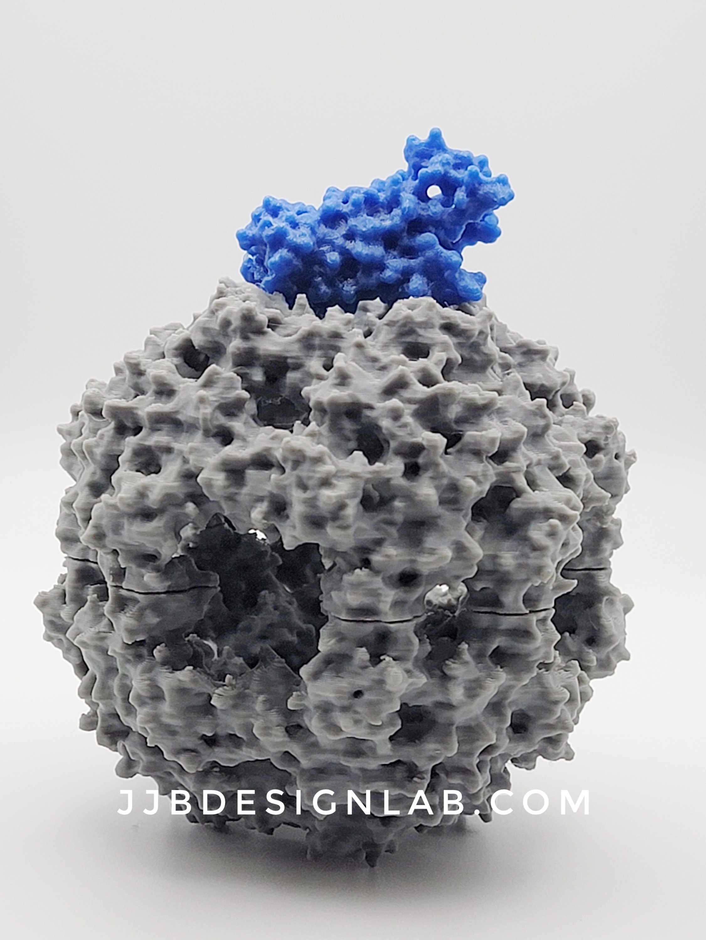 DegP 24mer (grey) and OmpA (blue)