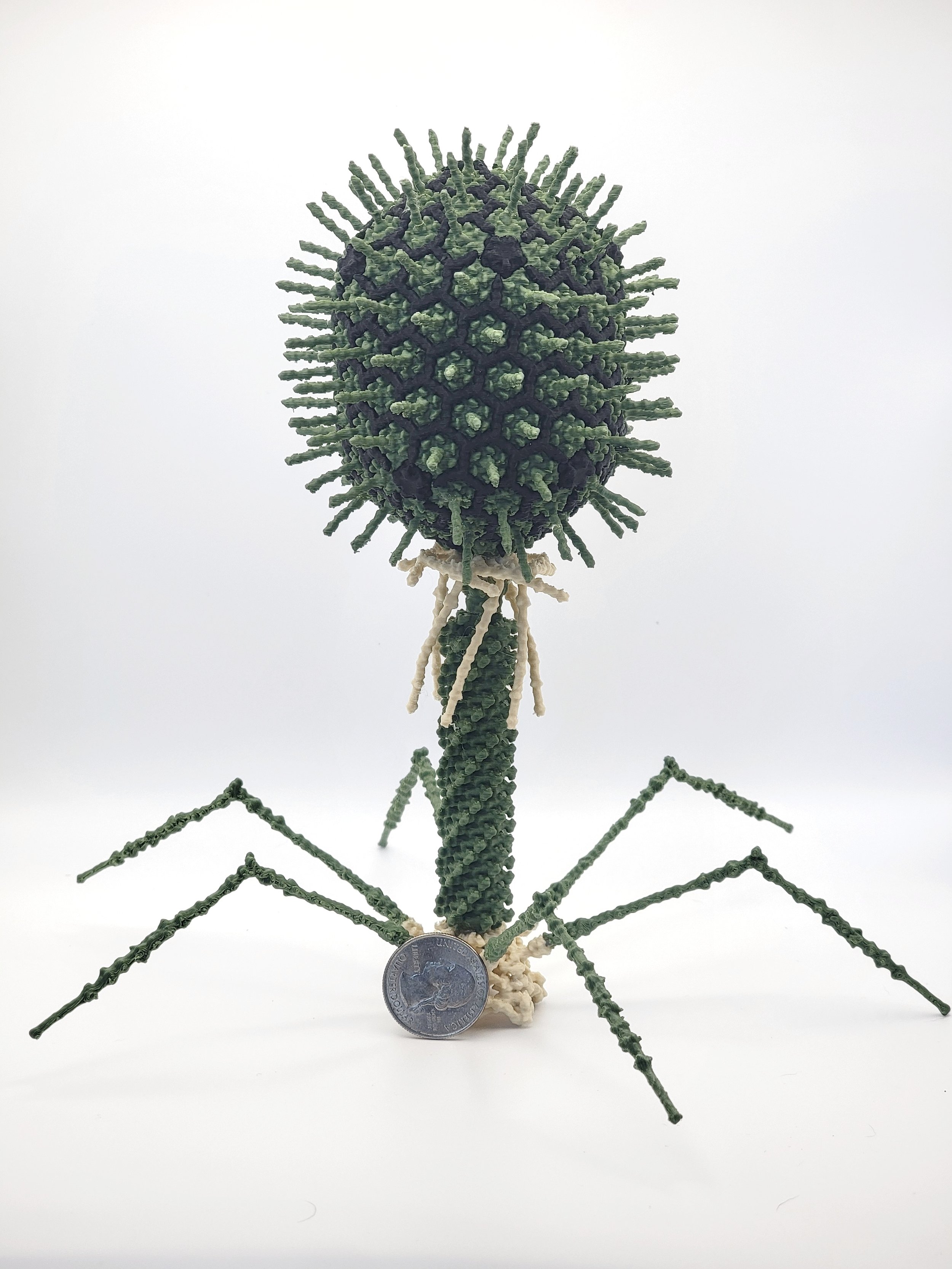 T4 Phage - Complete Model