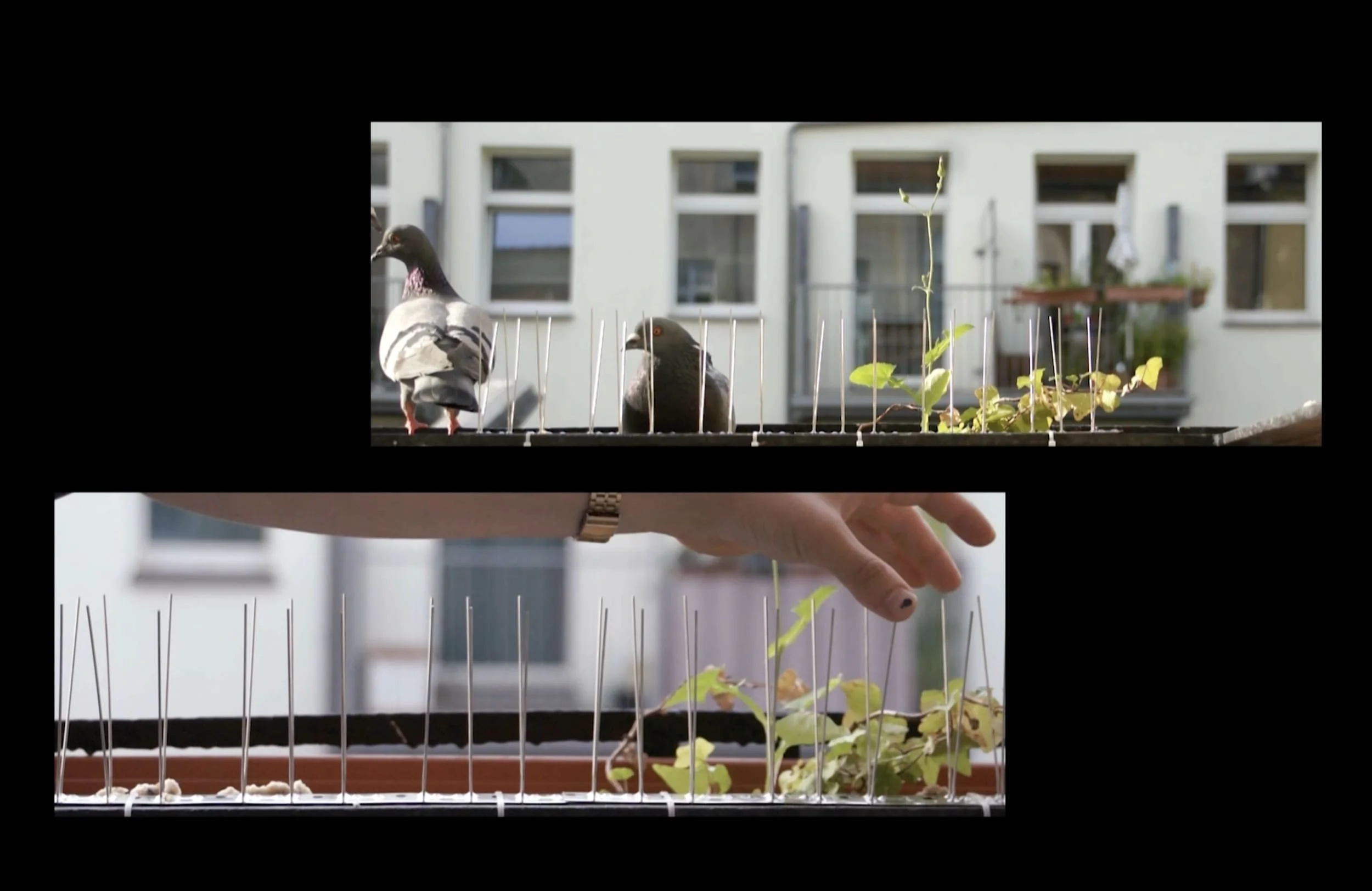 Installation / Birds on the Wire #1