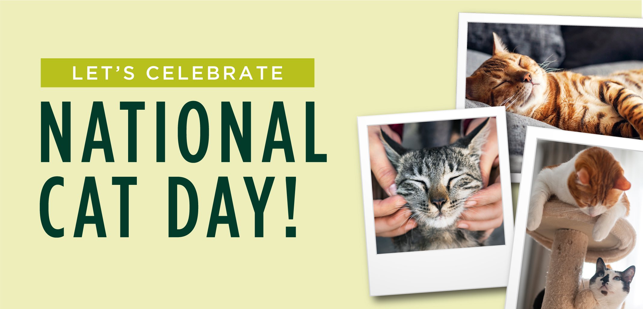 National Cat Appreciation Day
