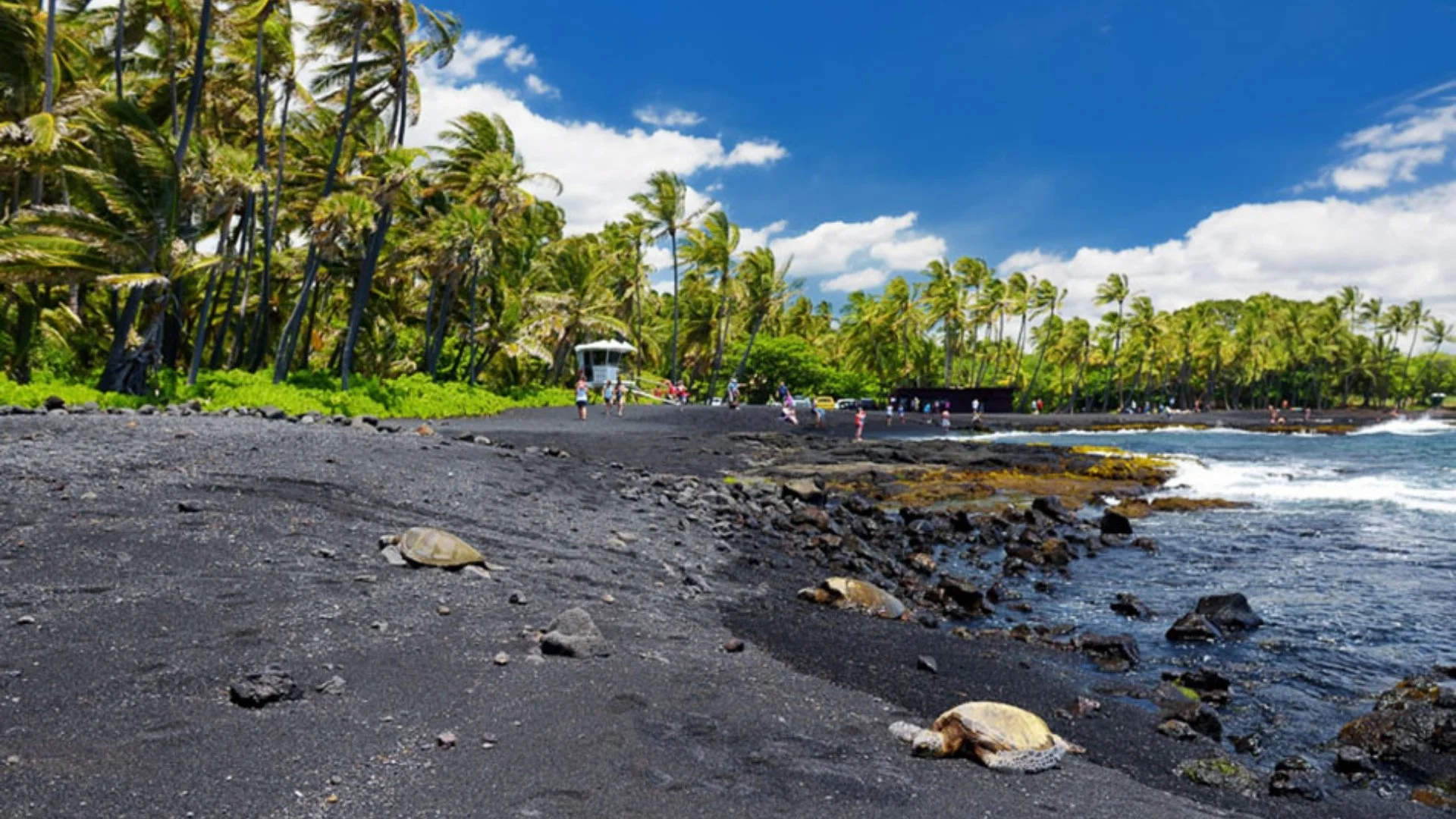 Punalu'u Black Sand Beach