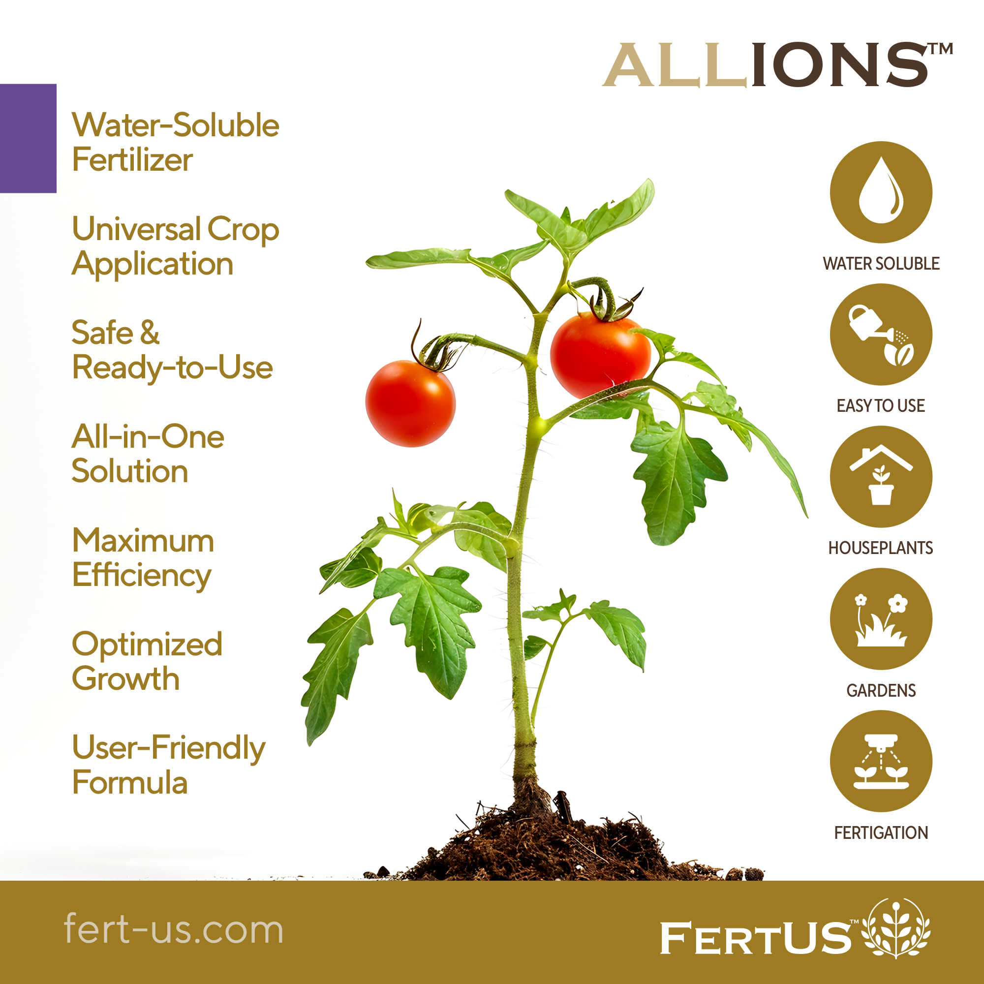 Updated ALLIONS-5.png