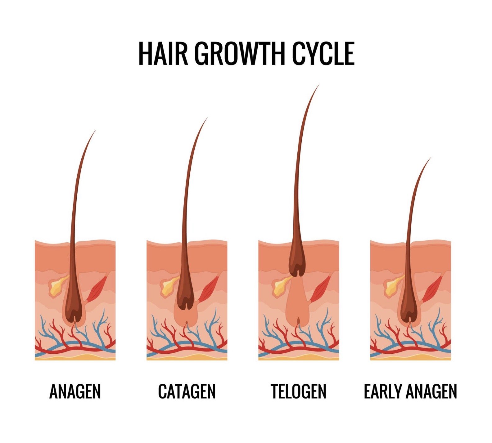 Why Hair Growth Slows Before It Strengthens