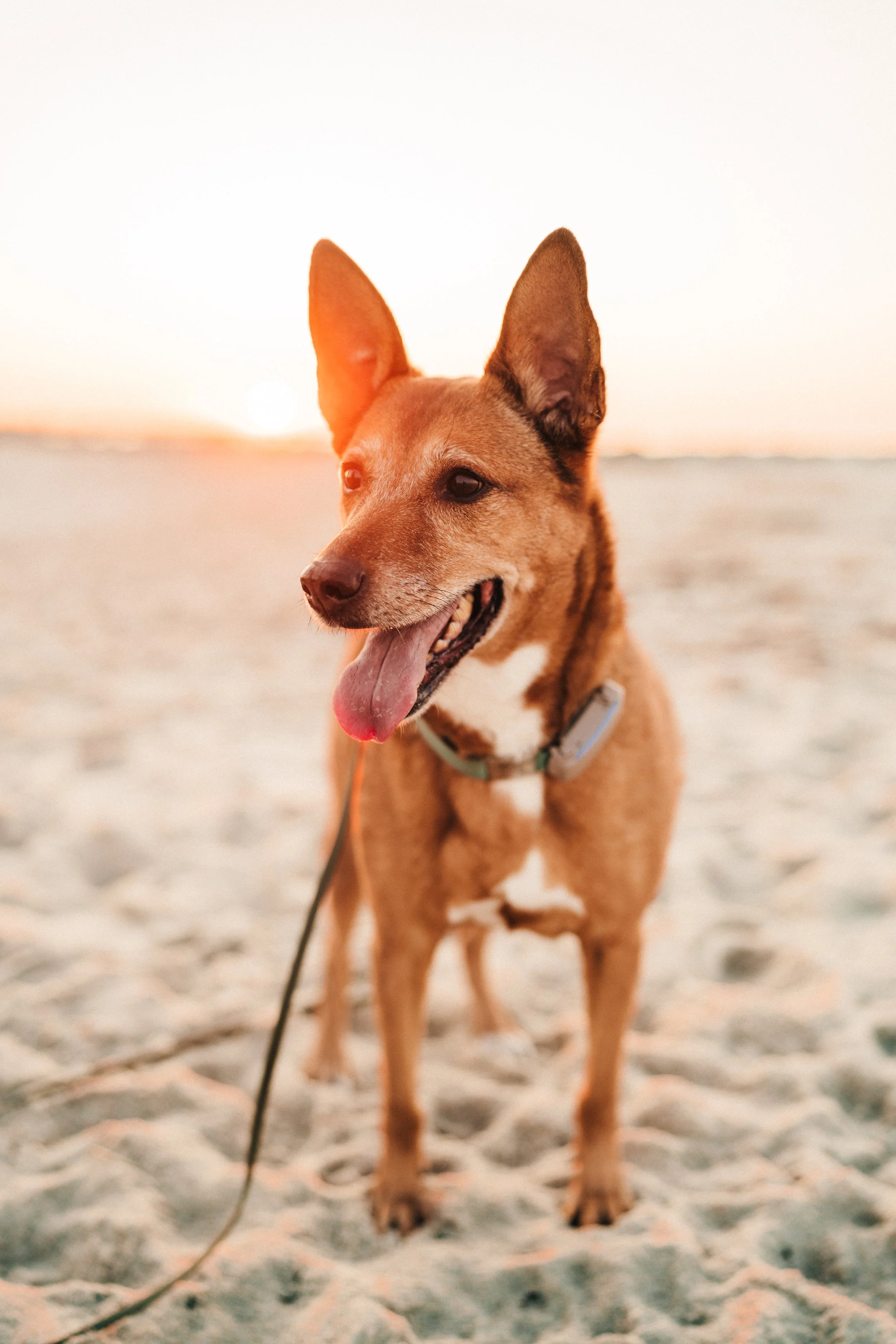 a brown dog with pointy ears in front of a body of water