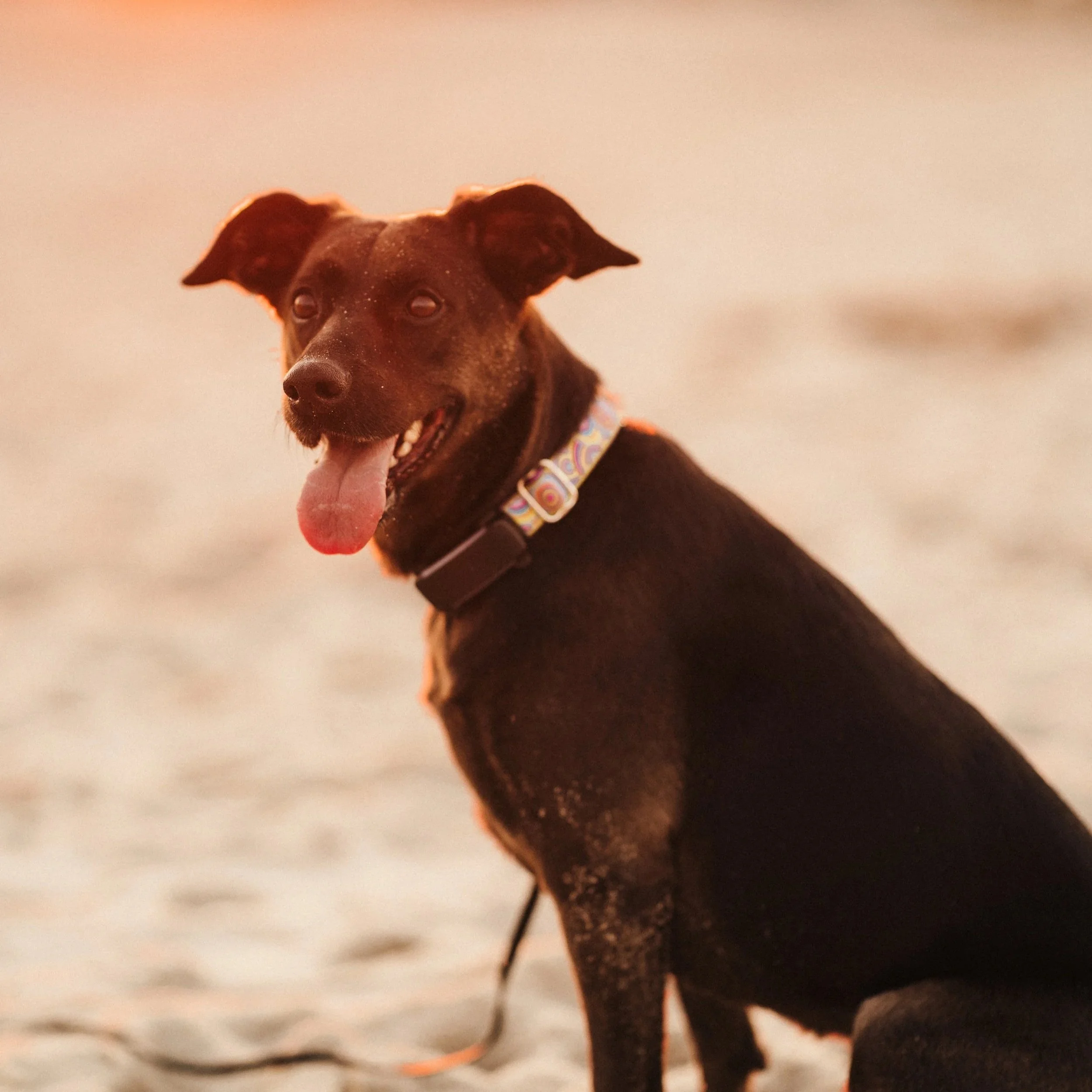 A black and tan dog with its tongue out, sitting on a beach