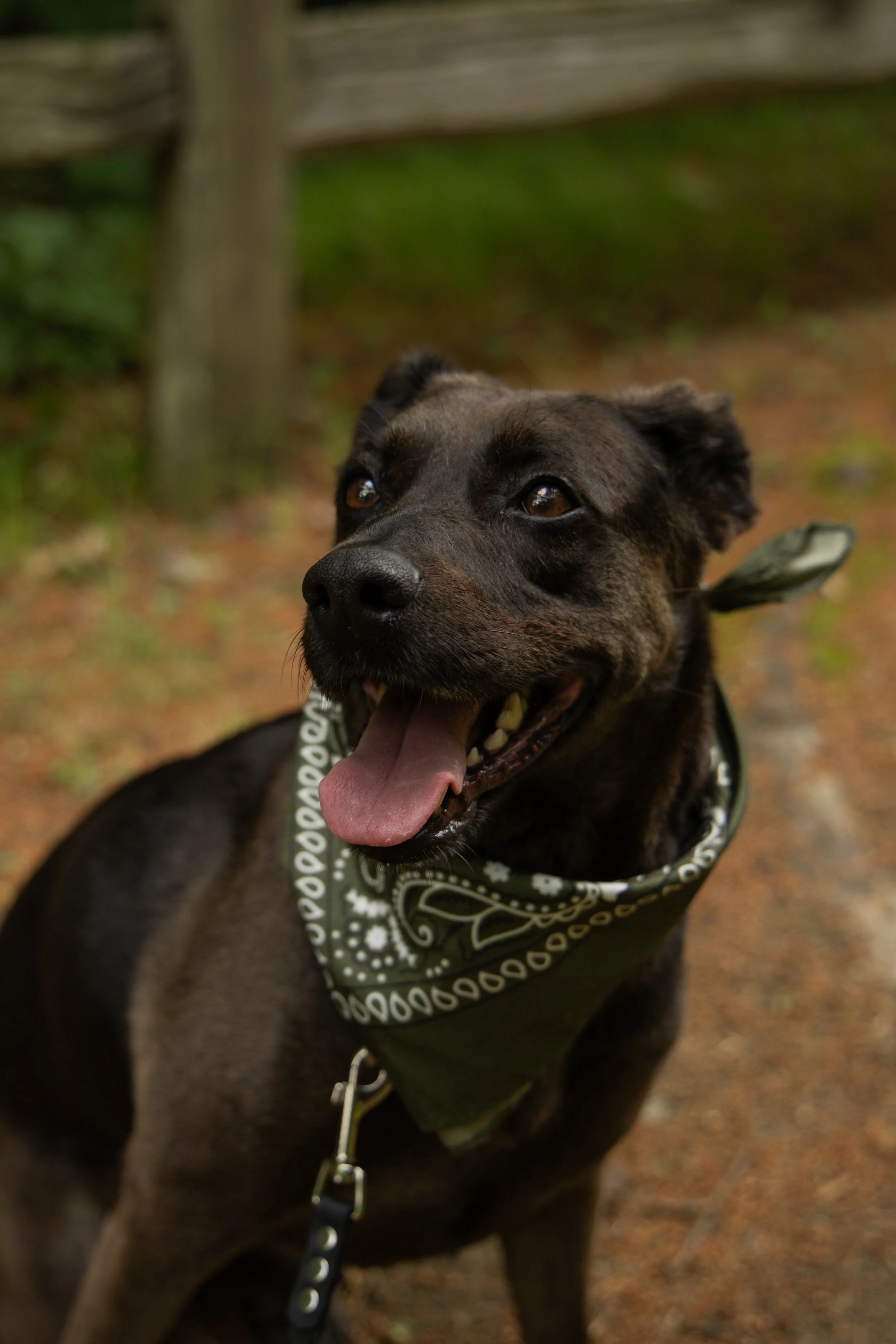 A black and tan dog with its tongue out, sitting on a beach
