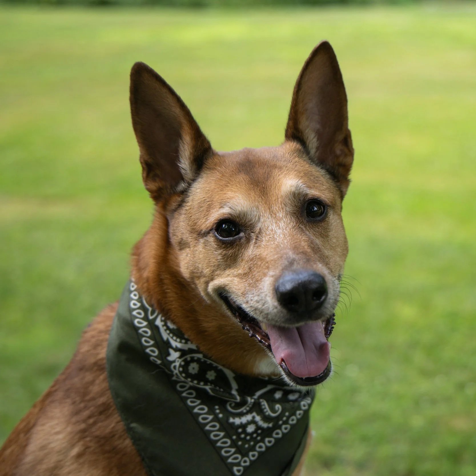 a brown dog with pointy ears in front of a body of water