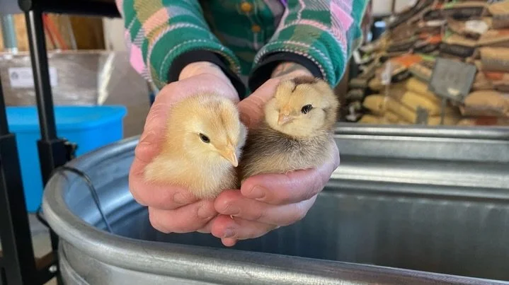 The time is upon us to prepare for Spring. @leftfieldgardensupply has what you need for your seasonal yard and pollination projects.

Chicks will be here late March and they are adorable and amazing. Preorder now! @flockcitypdx

Blueberries are ready