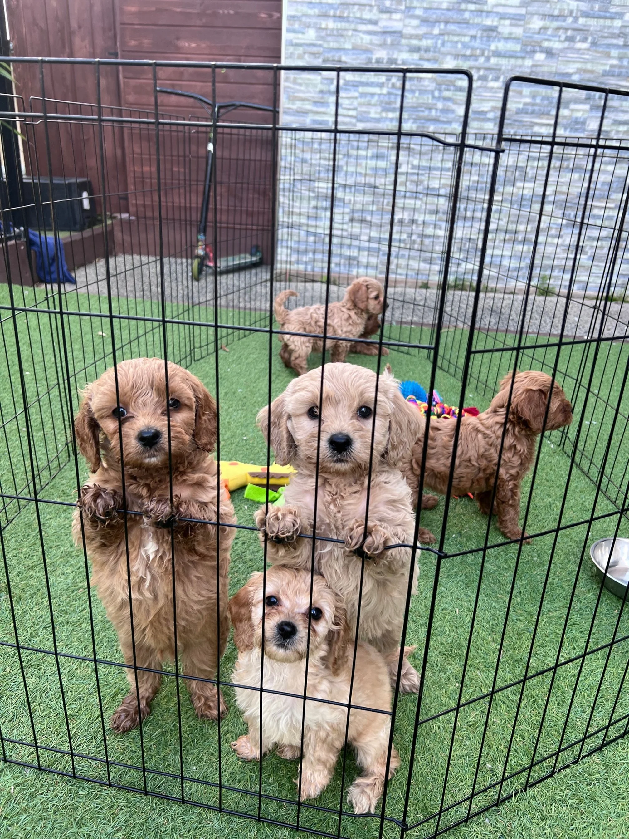 Puppies outside queen 2.jpg