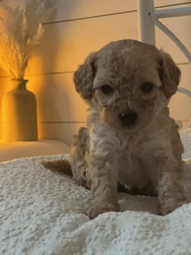 Elizabeth; Tea Cup Cavoodle /  and Poodle available in 2025 .