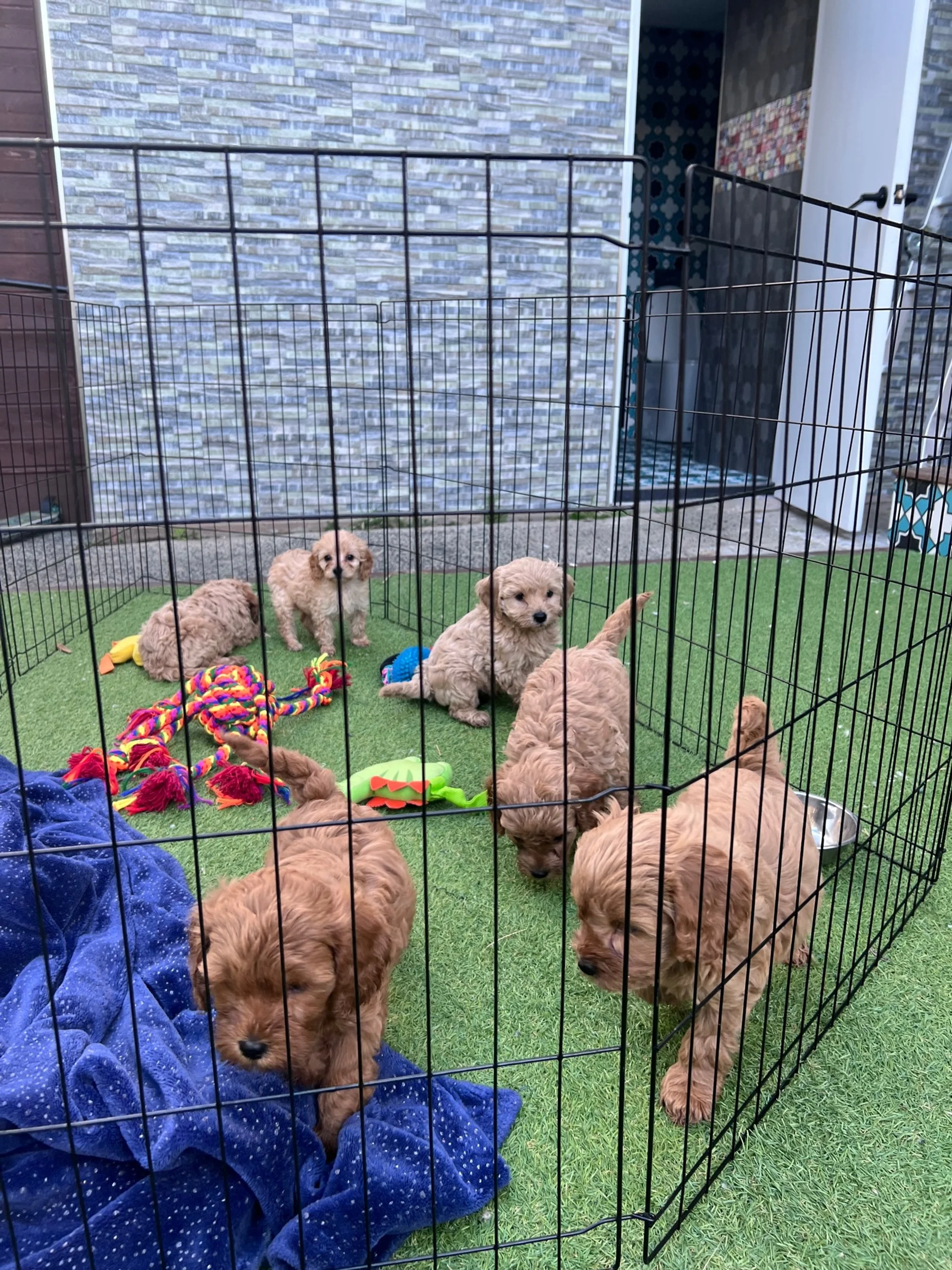 Puppies outside6 weeks Queen.jpg