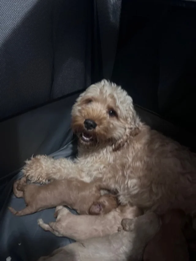 Queen;  Toy Cavoodles 2025