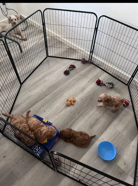 Ladies first litter playing 3.jpg