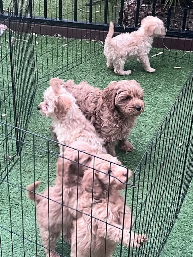 Puppies playing outside.jpg