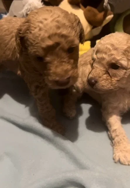 Bridgettes litter playing 9.jpg