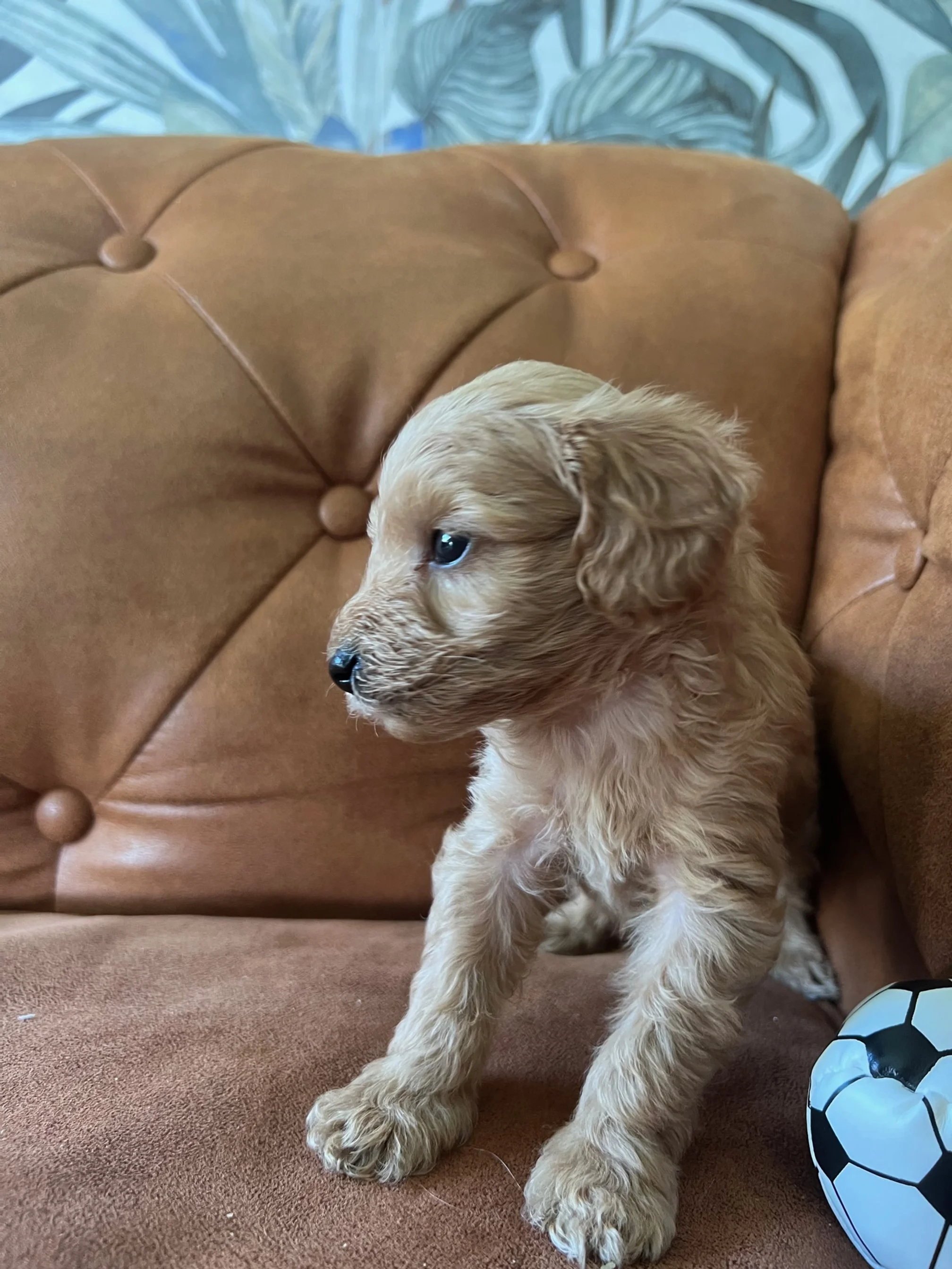 Lady; Toy Cavoodles January 2025