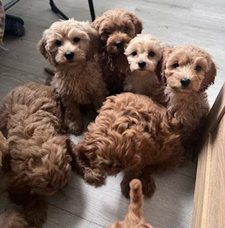 Queens litter inside.jpg